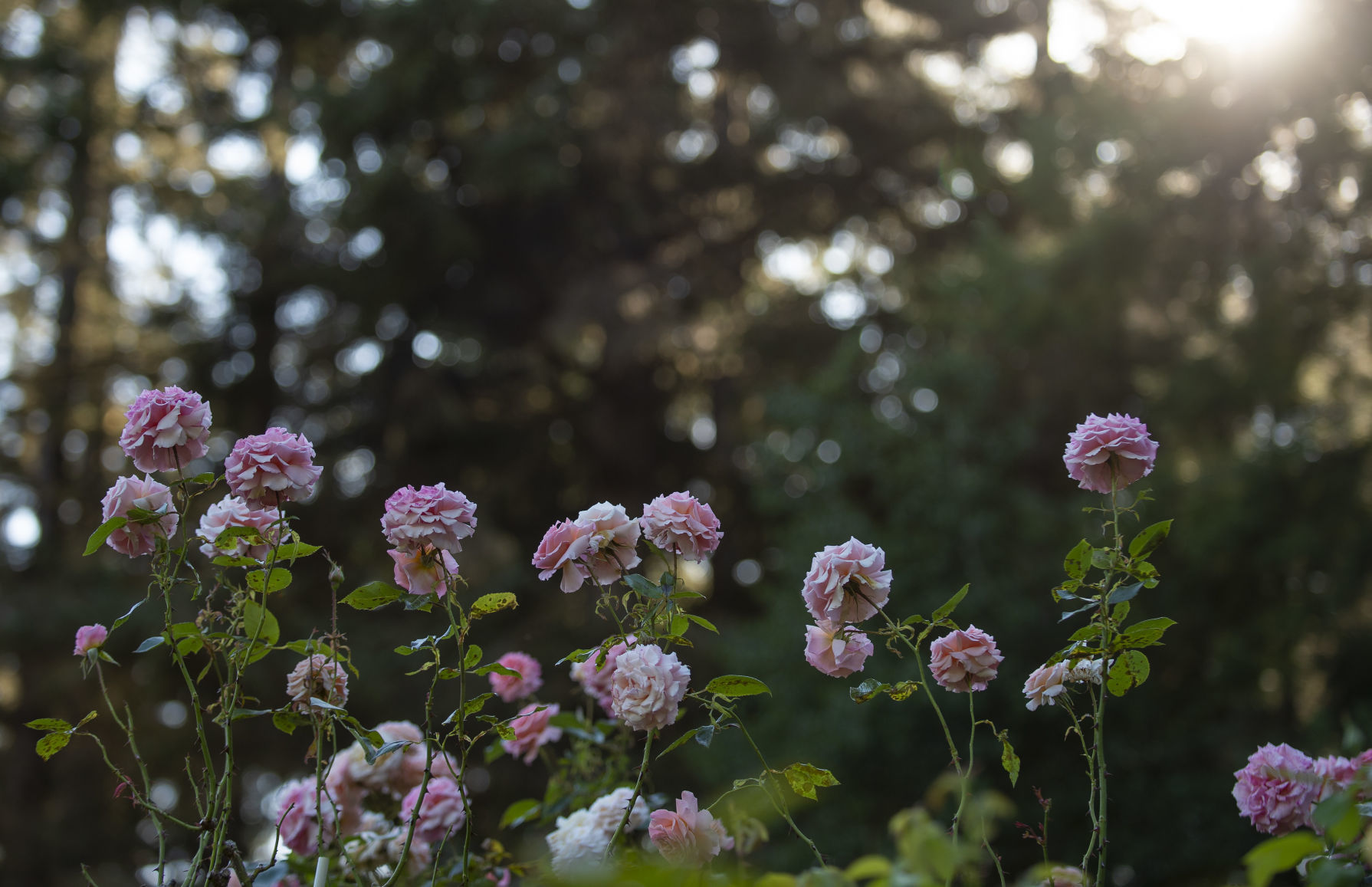 Shore Acres Gardens